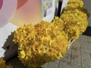 u-subotu-23-03-u-vinkovcima-obiljezen-dan-narcisa03